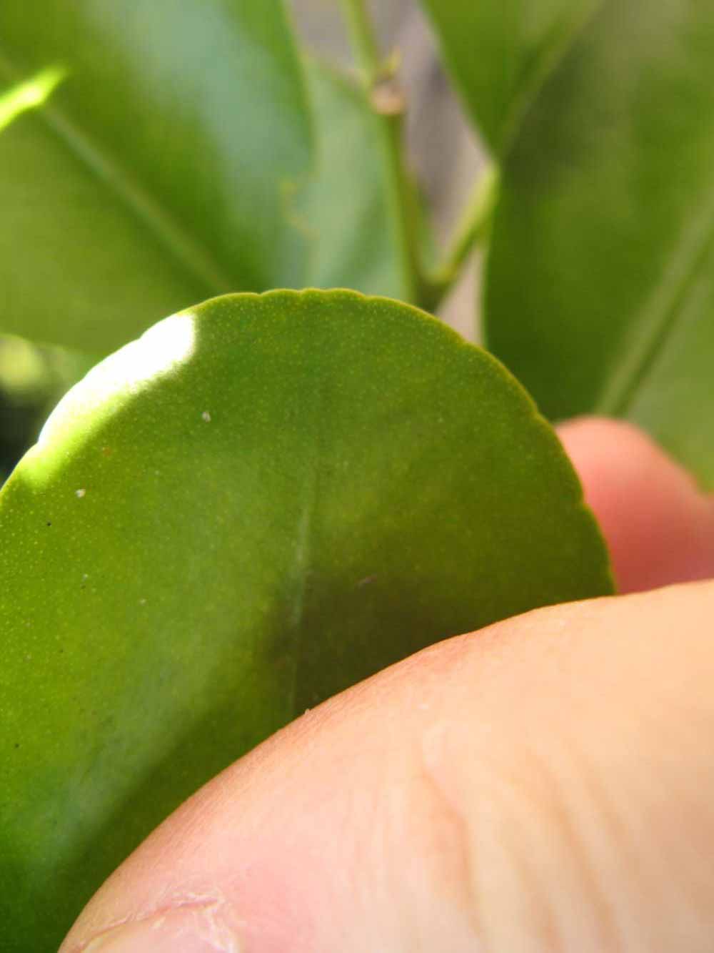              Margin (Winter Haven, FL)       